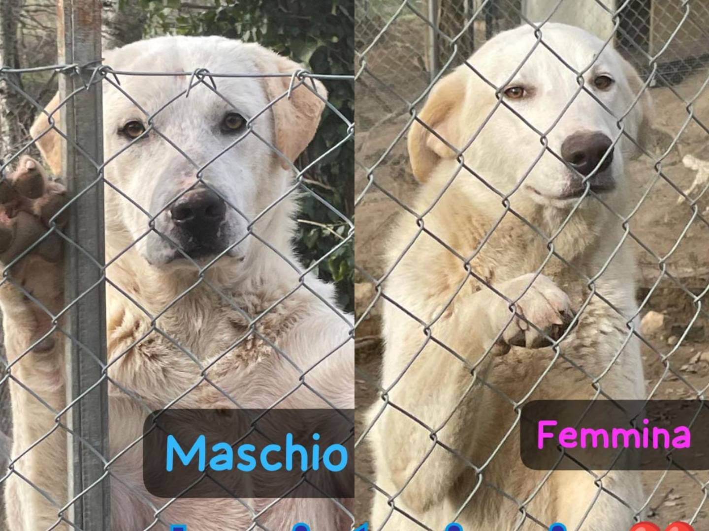 Adotta un cane, taglia grande, femmina, Reggio