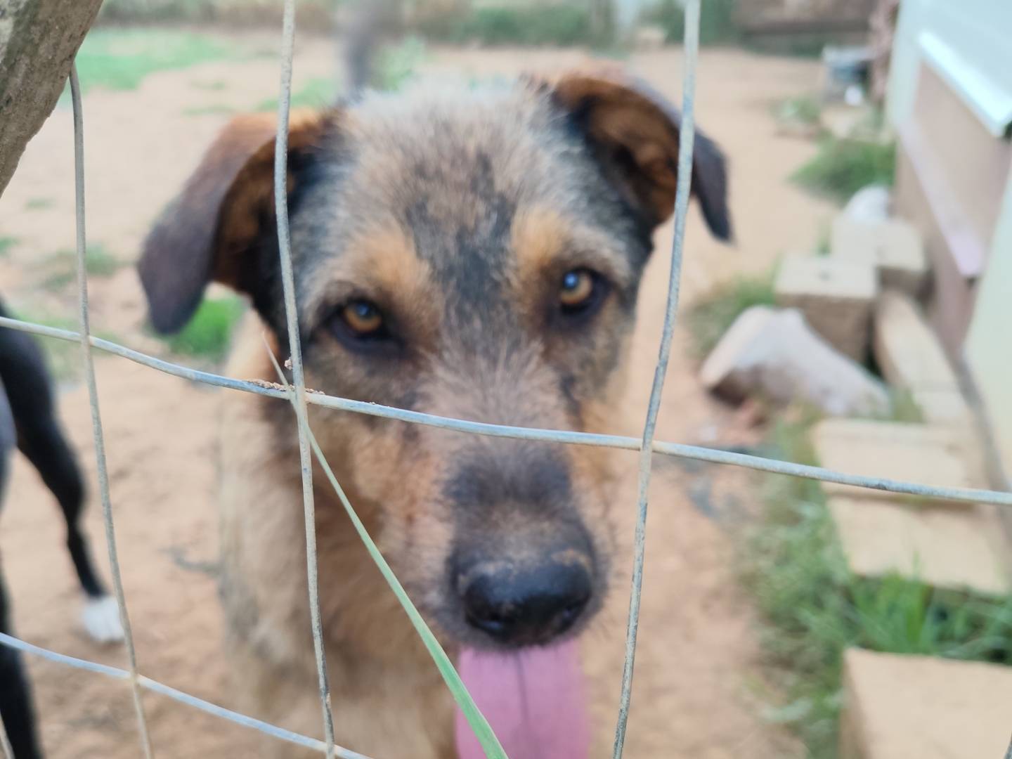 Adozione cane, maschio, Razza sconosciuta Razza sconosciuta, 1 anno e 11 mesi, taglia grande, Catanzaro