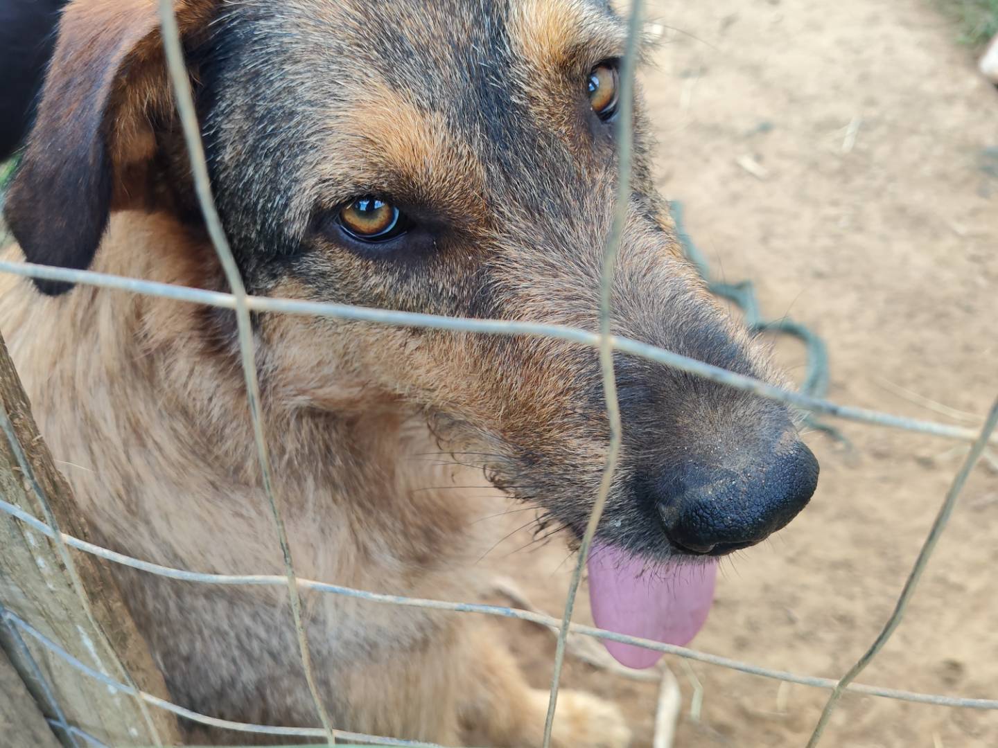 Adotta un cane, maschio, 1 anno e 11 mesi, Catanzaro