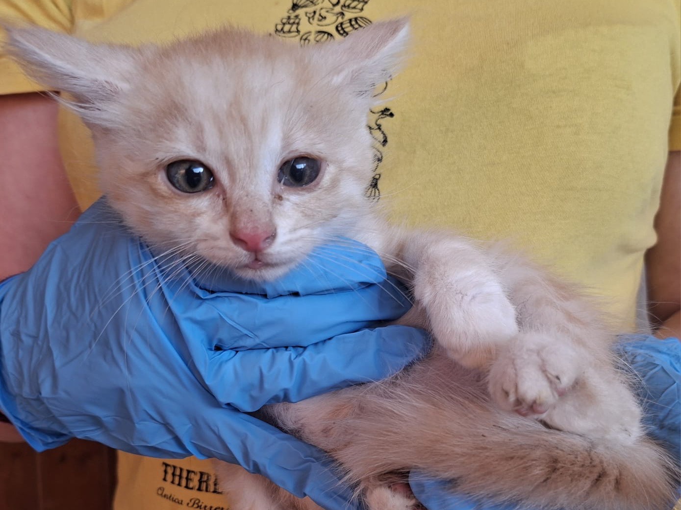 Adozione gatto, maschio, Razza sconosciuta Razza sconosciuta, 2 mesi, taglia non valida, Trento
