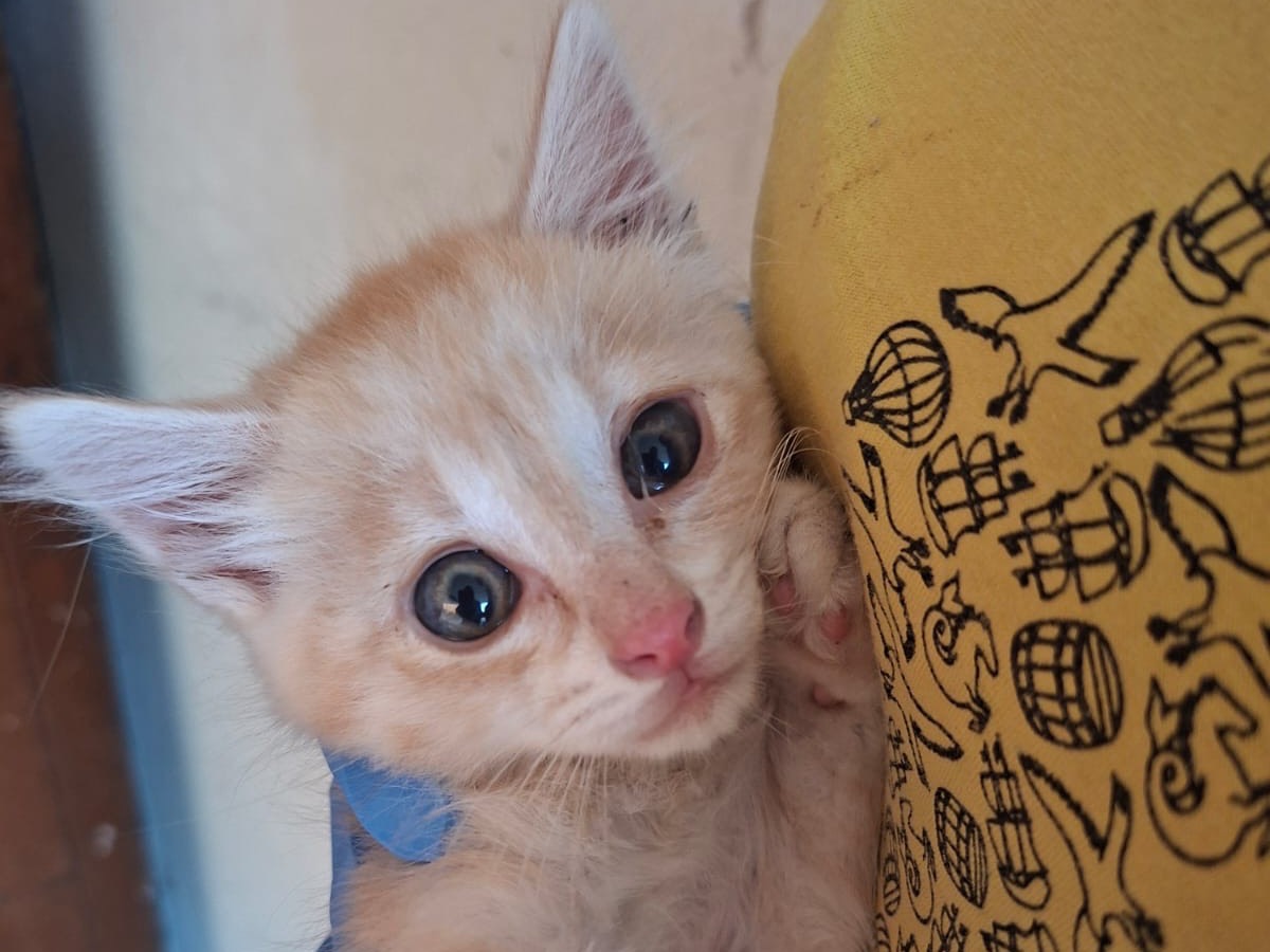 Adotta un gatto, maschio, 2 mesi, Trento