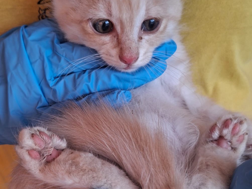 Adotta un gatto, taglia non valida, maschio, Trento