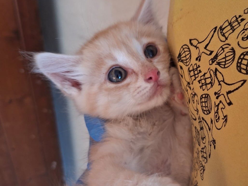 Vuoi adottare un gatto a Trento?