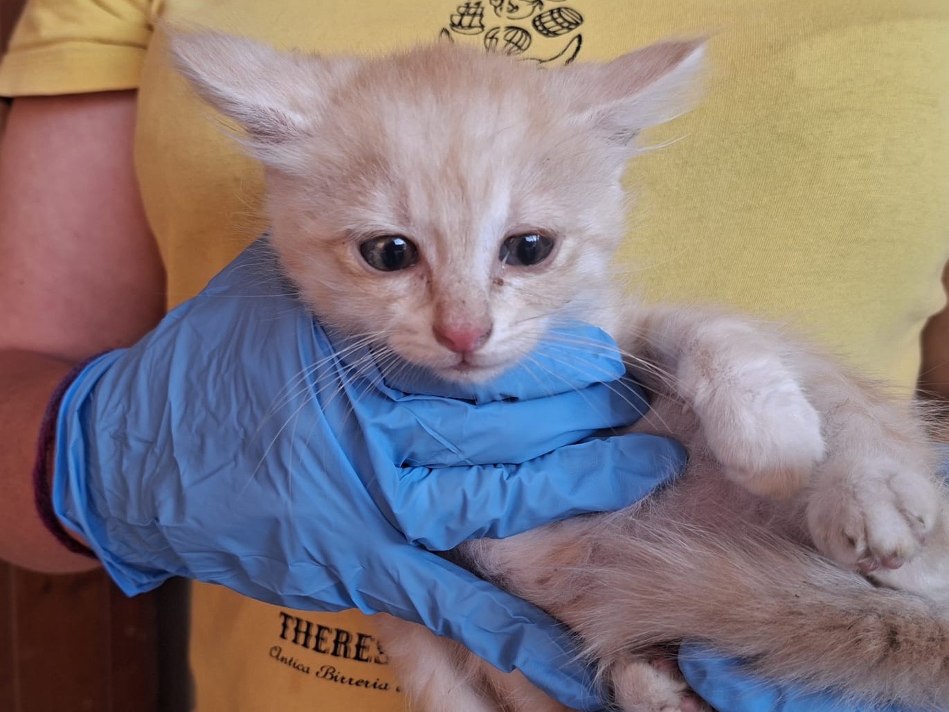Adotta il gatto Demis a Trento