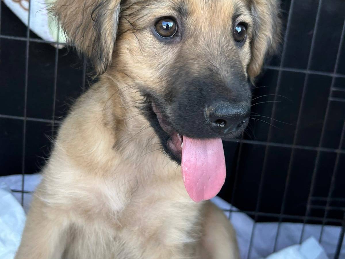Adozione cane, maschio, Razza sconosciuta Razza sconosciuta, 4 mesi, taglia media, Catanzaro
