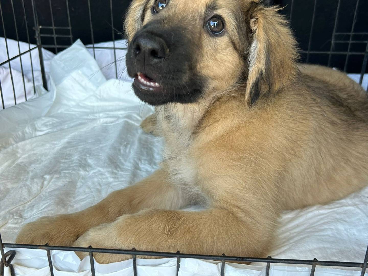 Adotta un cane, maschio, 4 mesi, Catanzaro