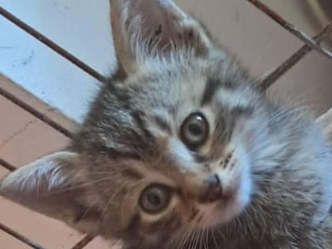 Adozione gatto, maschio, Razza sconosciuta Razza sconosciuta, 2 mesi, taglia non valida, Roma