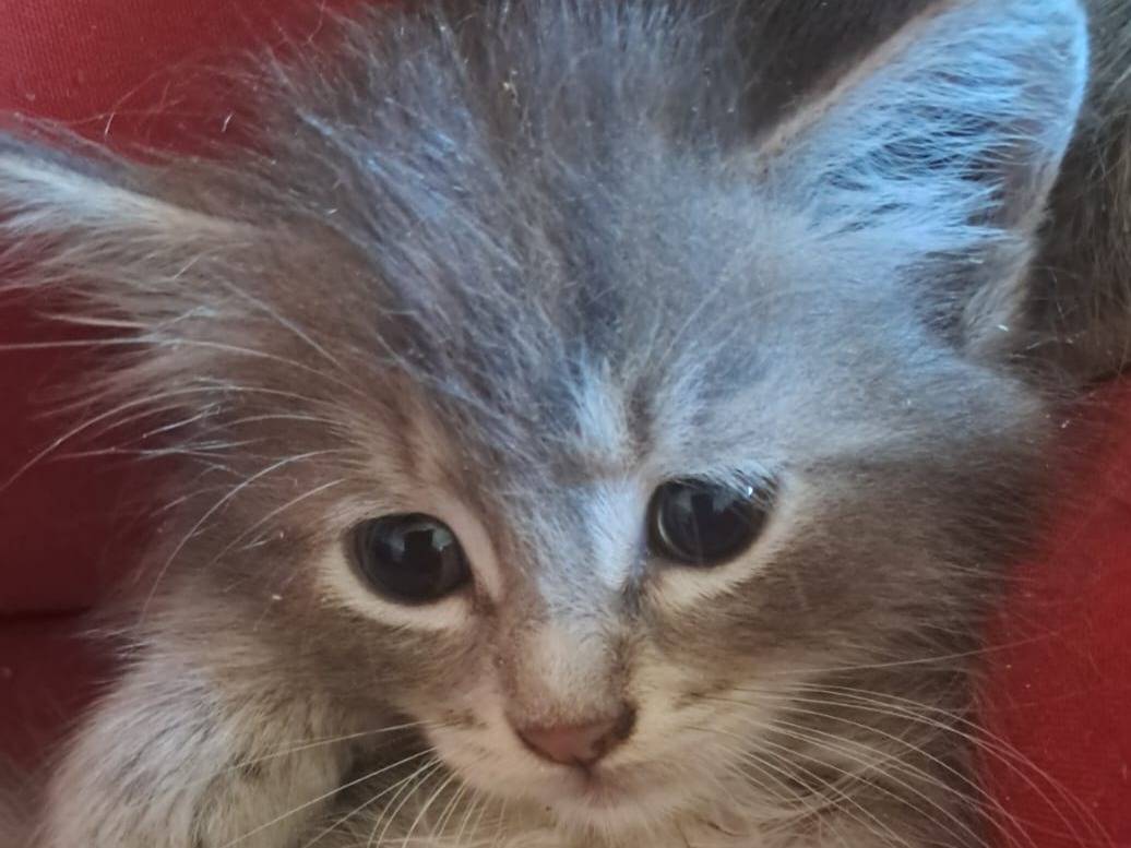 Adozione gatto, maschio, Razza sconosciuta Razza sconosciuta, 2 mesi, taglia non valida, Roma