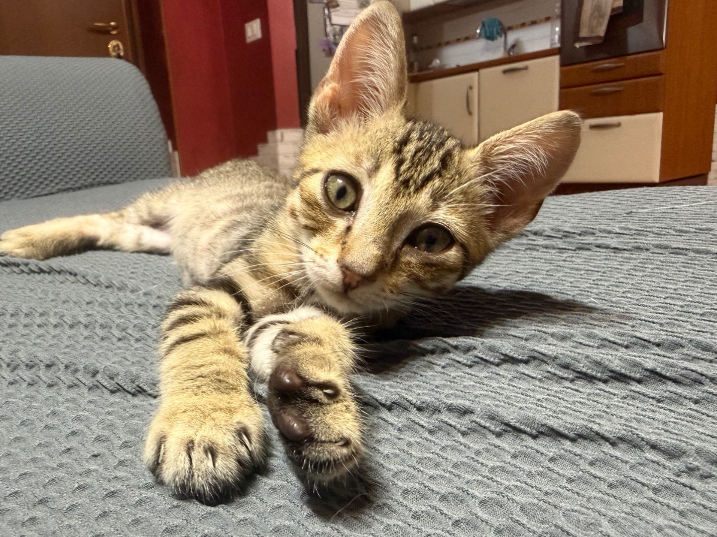 Adozione gatto, maschio, Razza sconosciuta Razza sconosciuta, 2 mesi, taglia non valida, Roma
