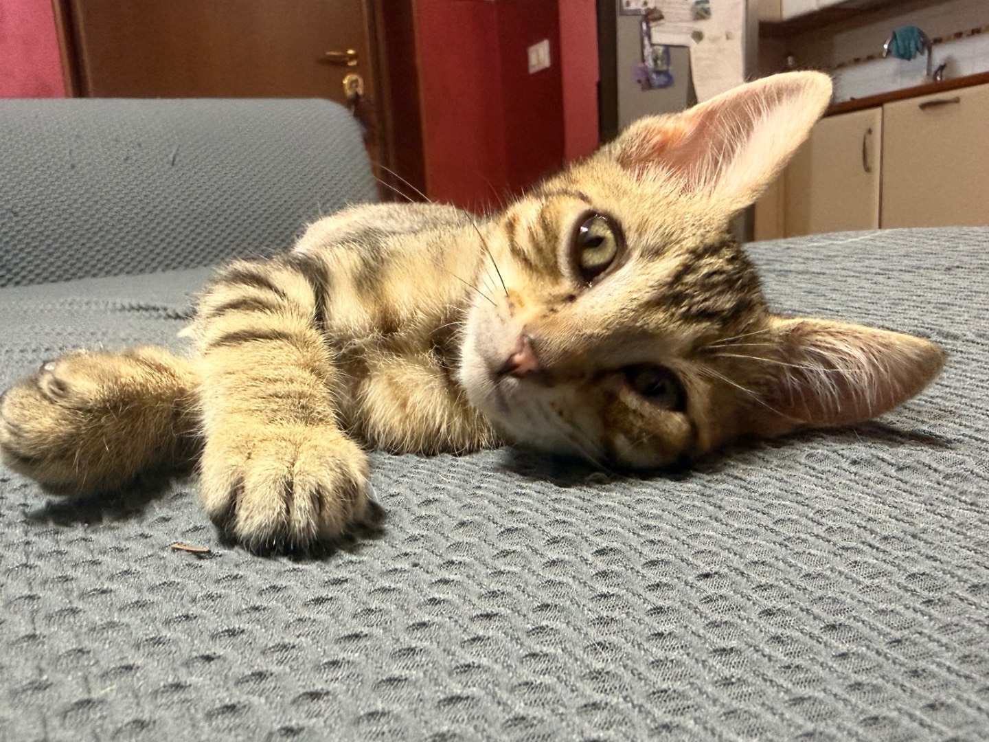 Adotta un gatto, maschio, 2 mesi, Roma