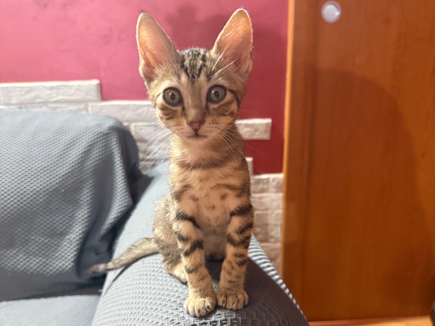 Adotta un gatto, taglia non valida, maschio, Roma