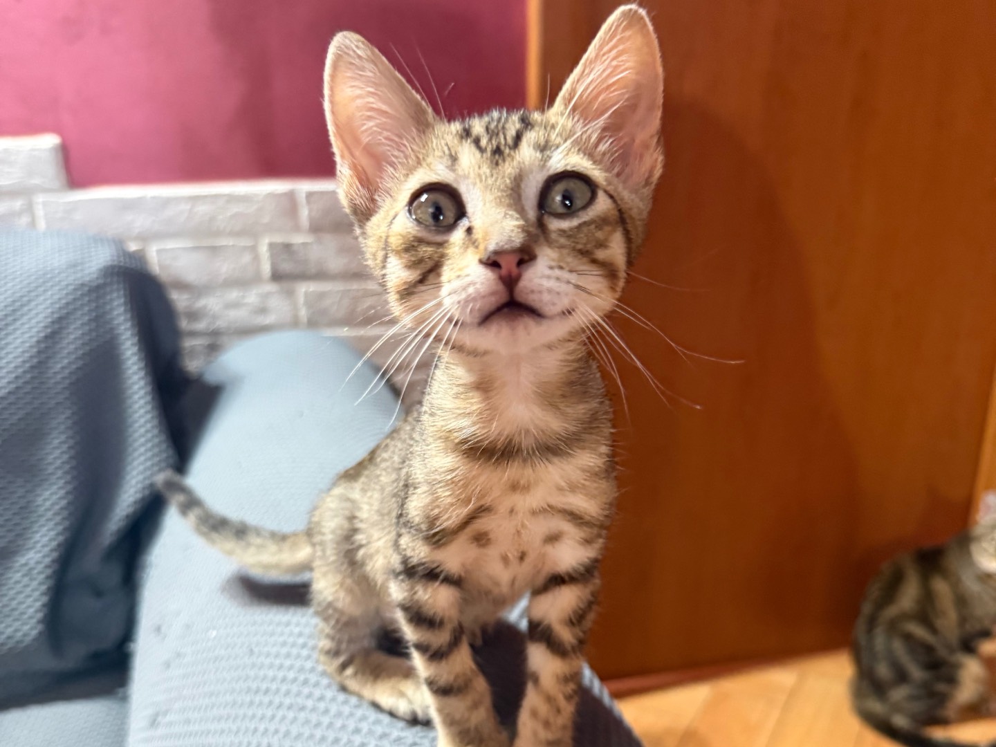 Vuoi adottare un gatto a Roma?