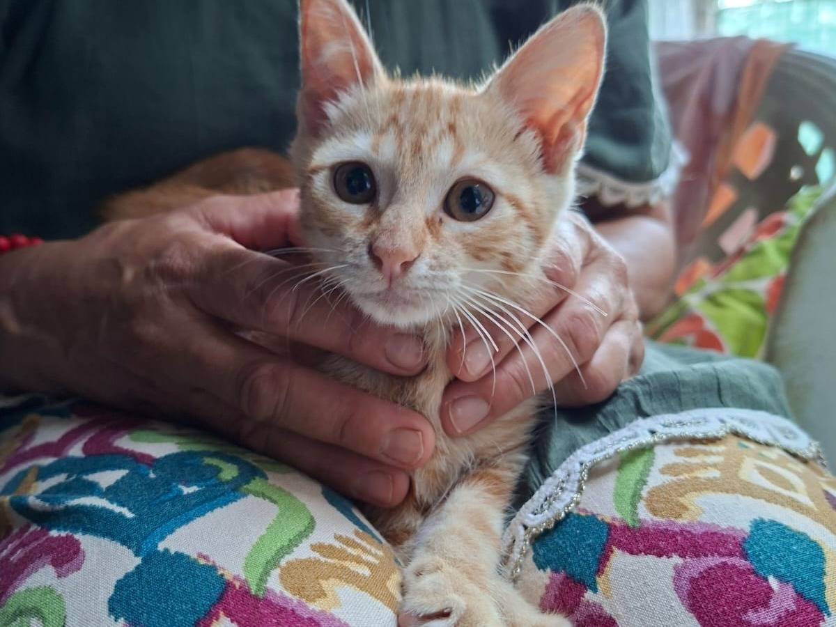Adotta un gatto, taglia non valida, femmina, Roma