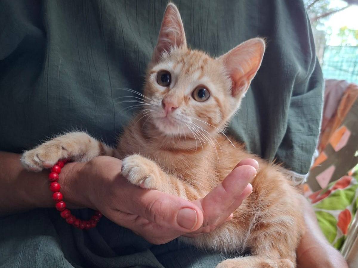 Vuoi adottare un gatto a Roma?