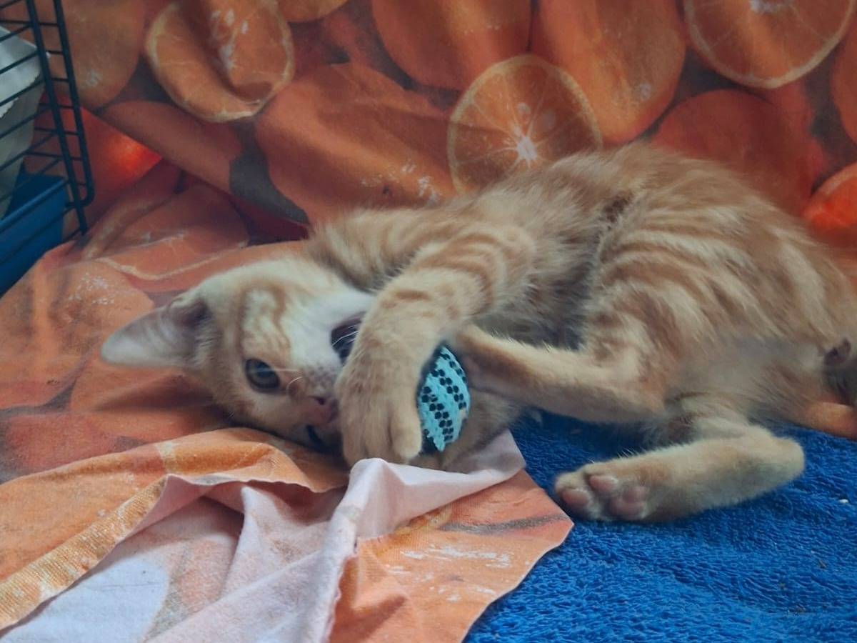 Adotta il gatto GINGER a Roma