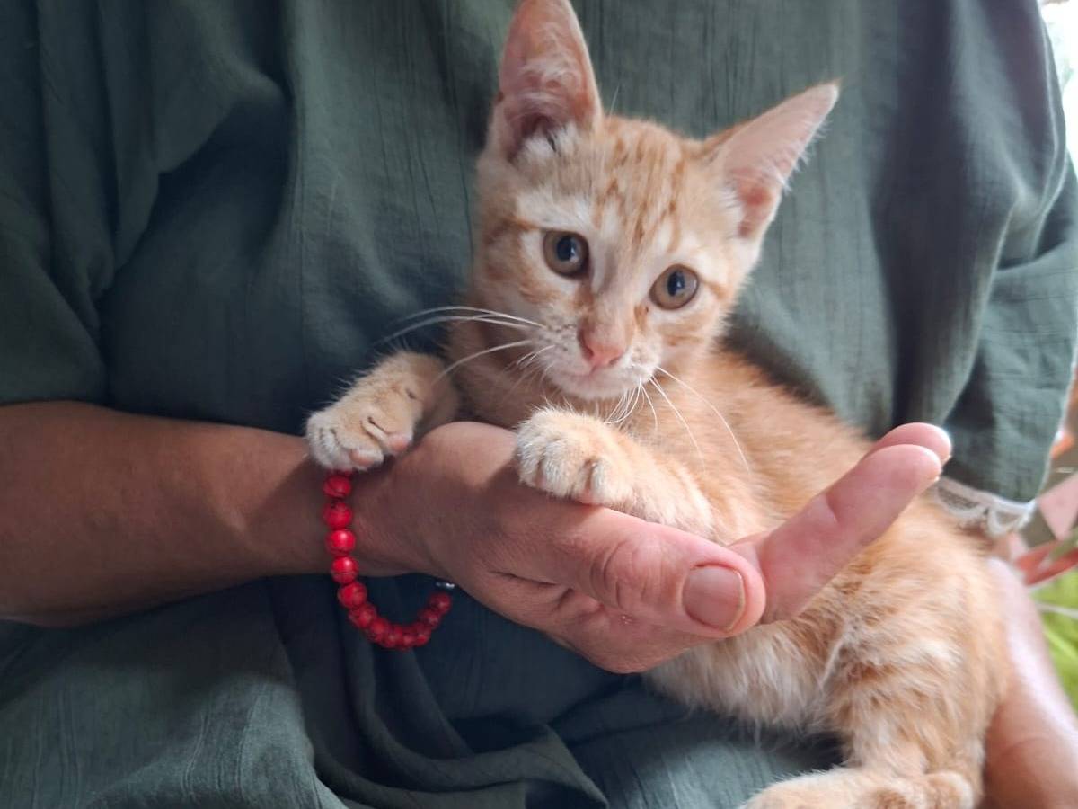 Adotta un gatto, femmina, 3 mesi, Roma