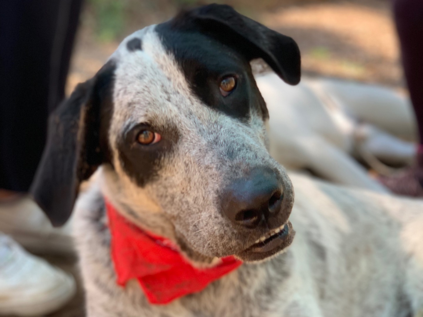 Adozione cane, maschio, Razza sconosciuta Razza sconosciuta, 2 anni e 1 mese, taglia grande, Latina