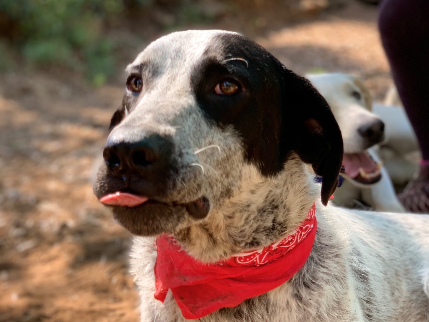 Adotta un cane, maschio, 2 anni e 1 mese, Latina