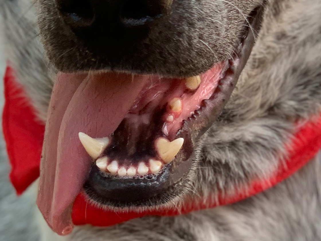 Adotta un cane, taglia grande, maschio, Latina