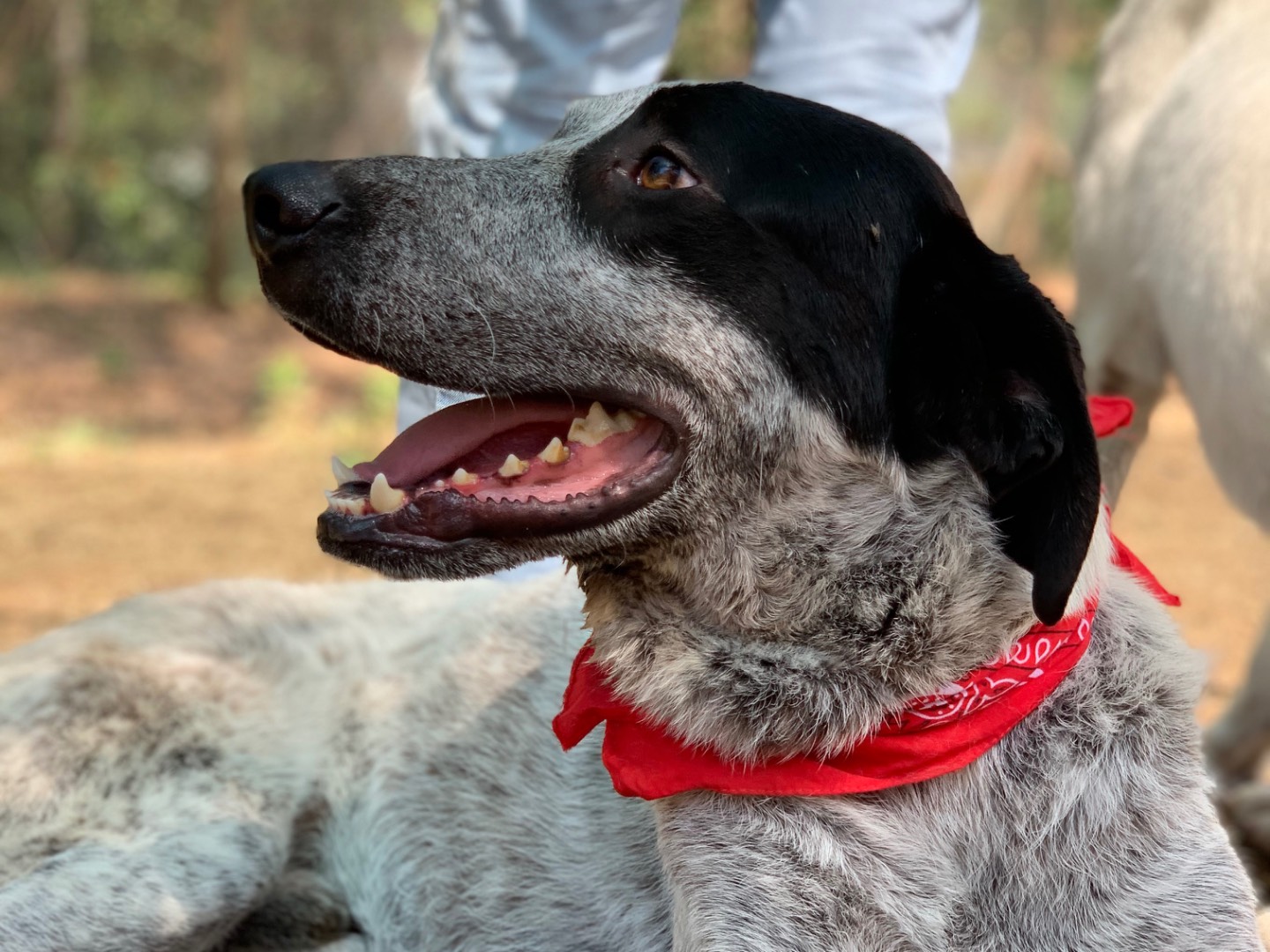 Vuoi adottare un cane a Latina?