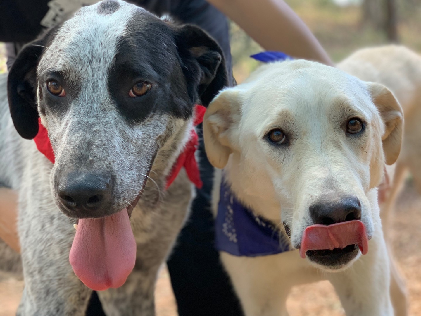 Adotta il cane Duplo a Latina