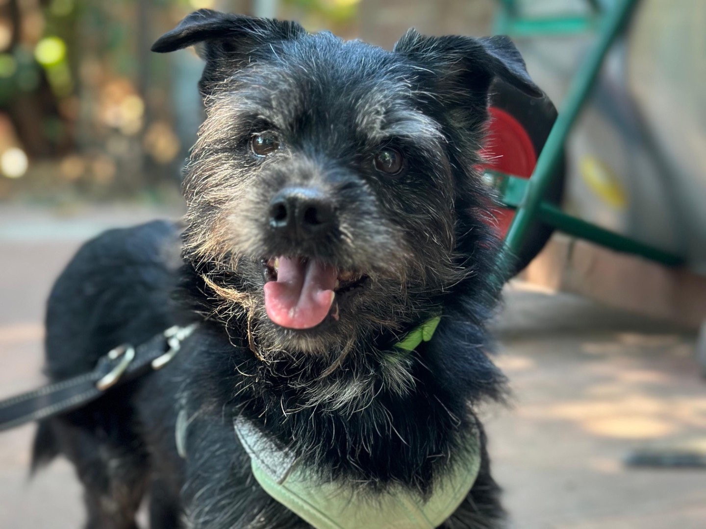 Adozione cane, maschio, Razza sconosciuta Razza sconosciuta, 4 anni e 2 mesi, taglia piccola, Milano