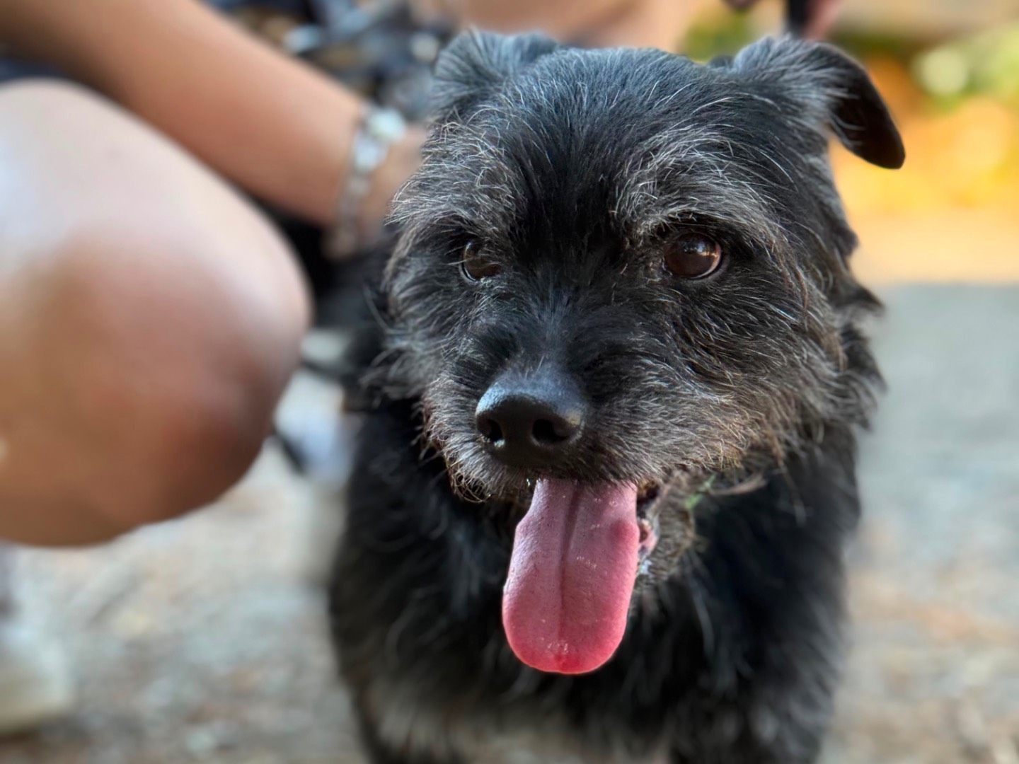 Adotta un cane, maschio, 4 anni e 2 mesi, Milano