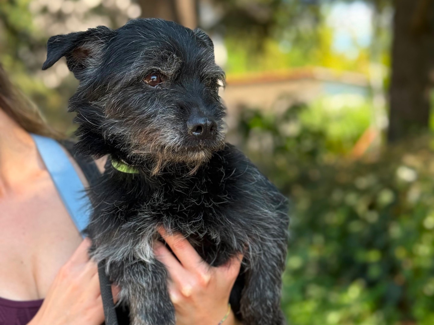 Adotta un cane, taglia piccola, maschio, Milano