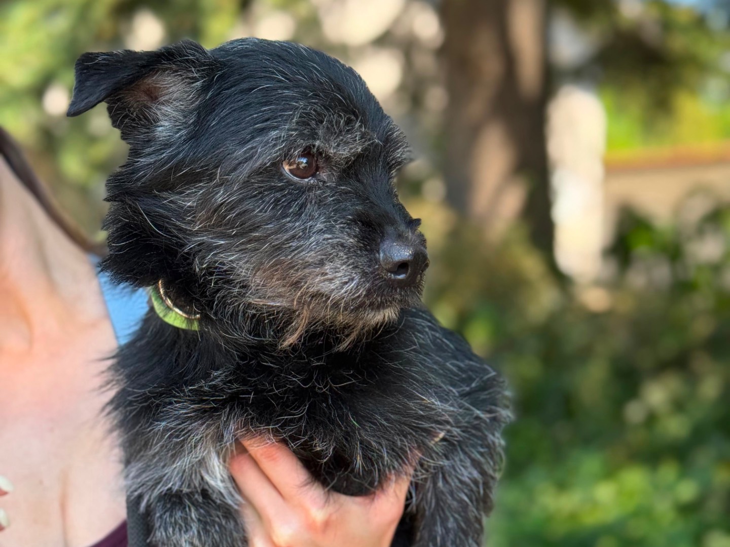 Adotta il cane Betto  a Milano