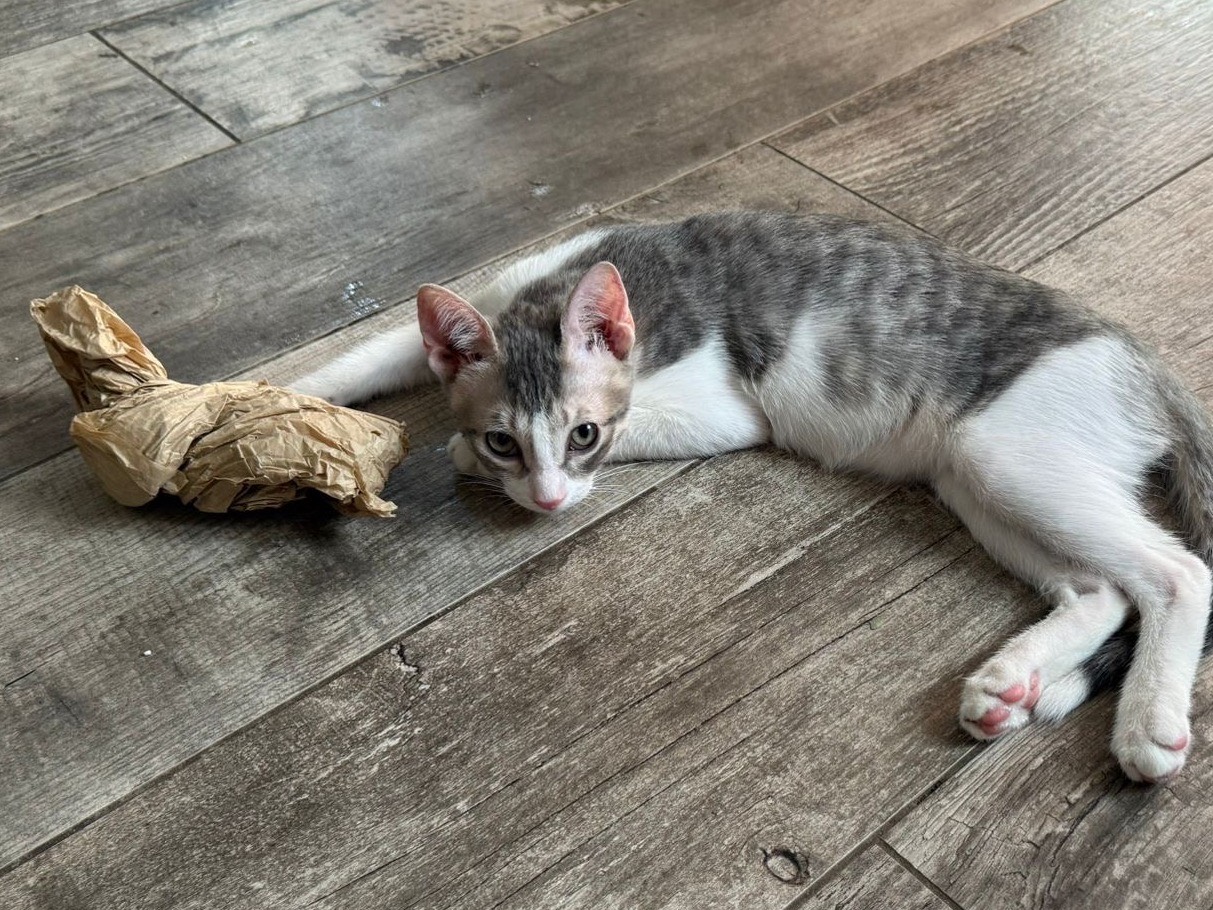 Adotta un gatto, taglia non valida, maschio, Milano