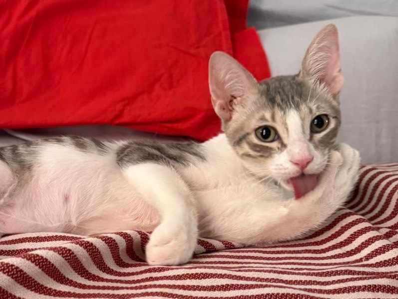 Adozione gatto, maschio, Razza sconosciuta Razza sconosciuta, 4 mesi, taglia non valida, Milano
