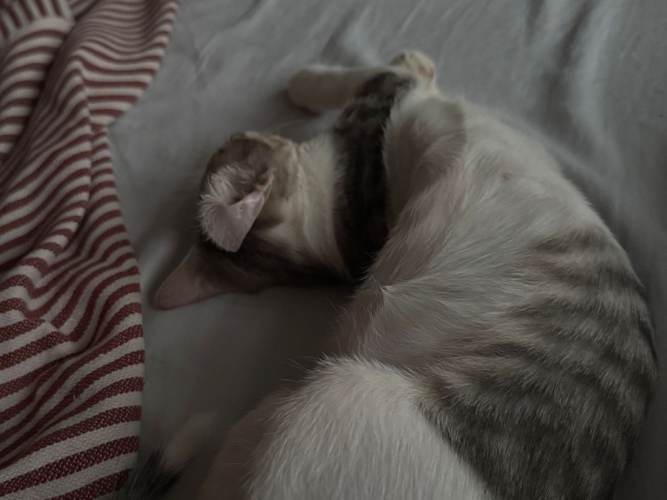 Vuoi adottare un gatto a Milano?