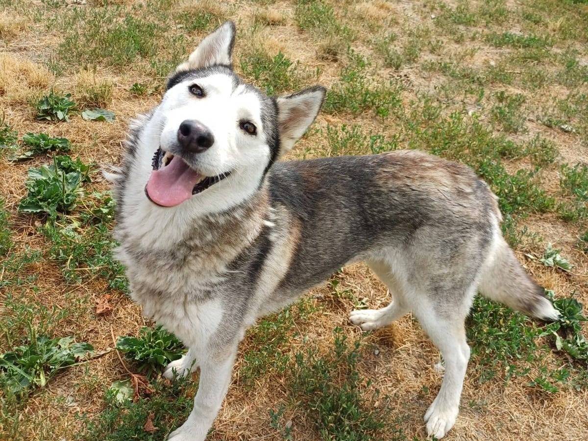 Adozione cane, femmina, Siberian Husky Razza sconosciuta, 2 anni e 2 mesi, taglia media, Milano
