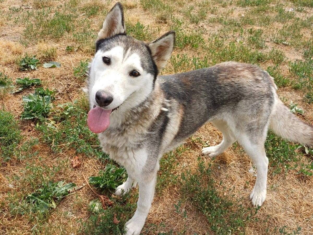 Adotta un cane, femmina, 2 anni e 2 mesi, Milano