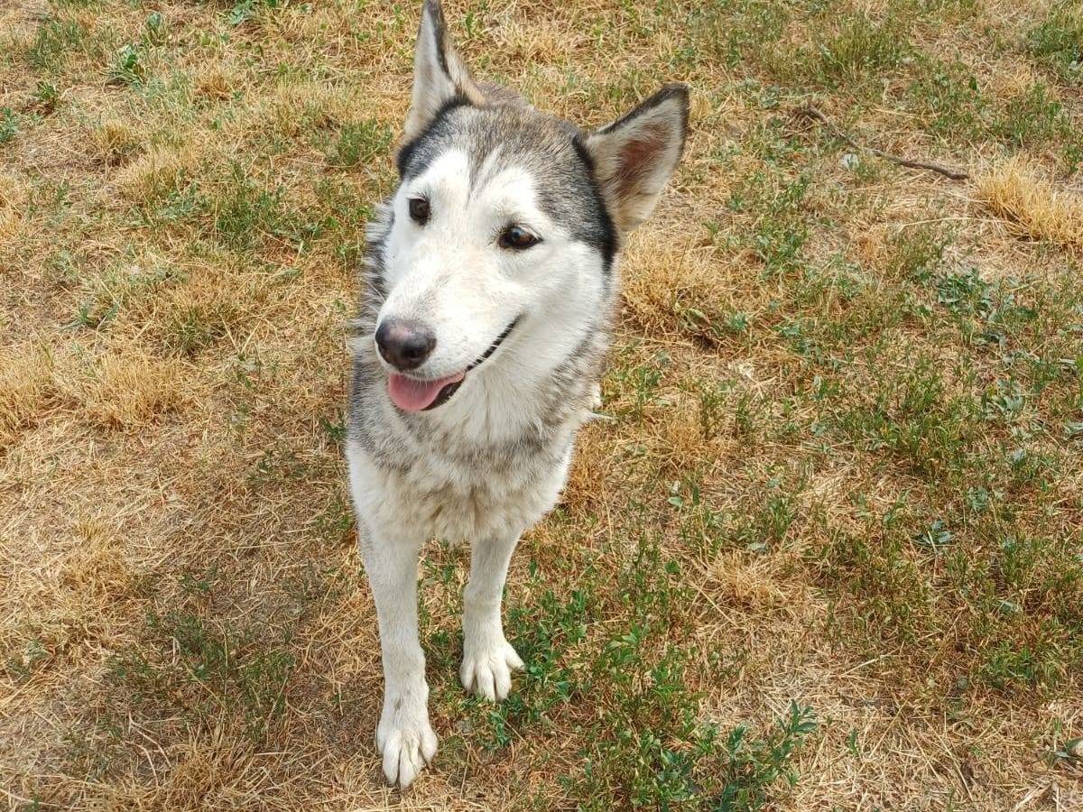 Adotta un cane, taglia media, femmina, Milano