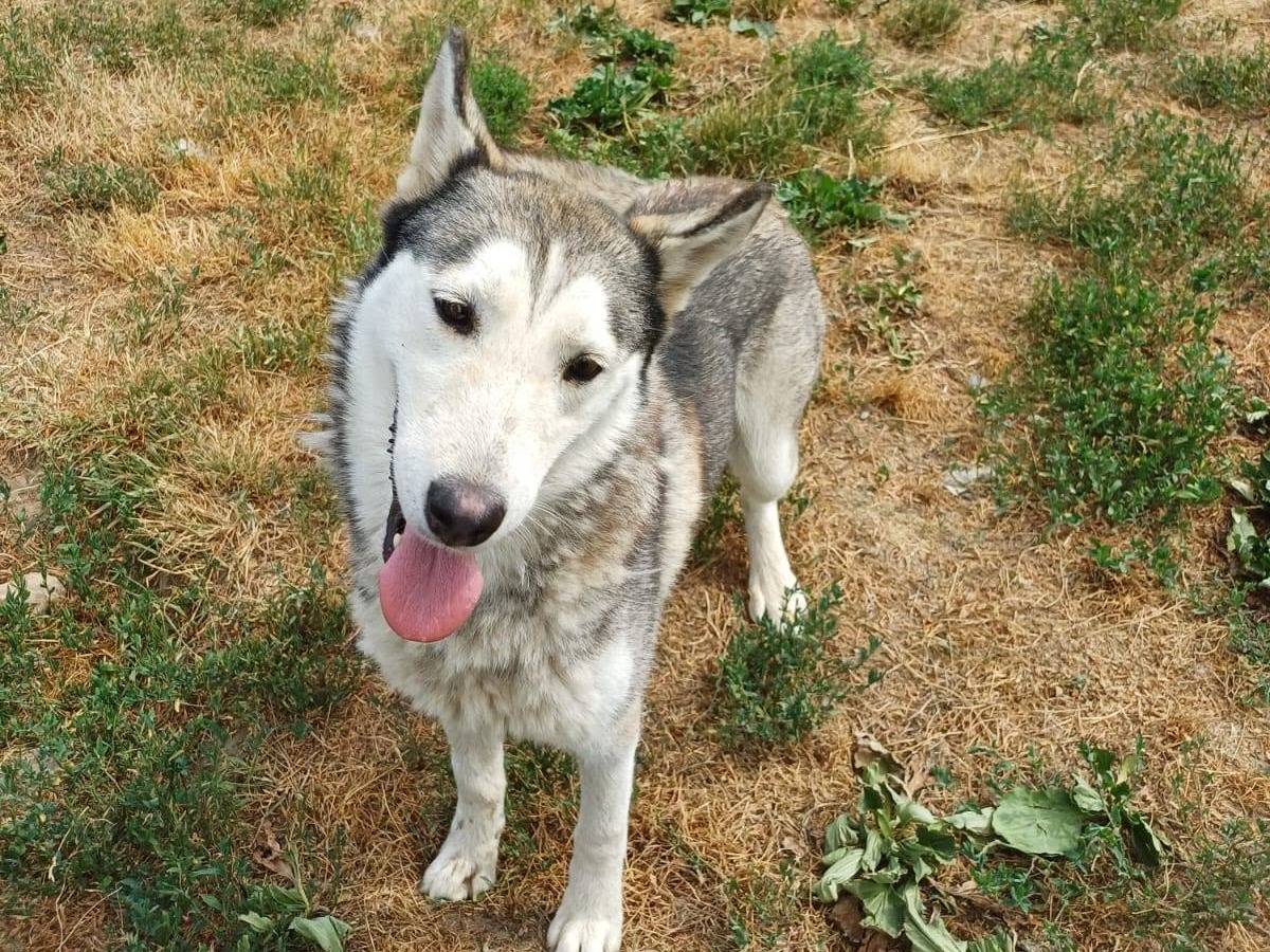 Vuoi adottare un cane a Milano?
