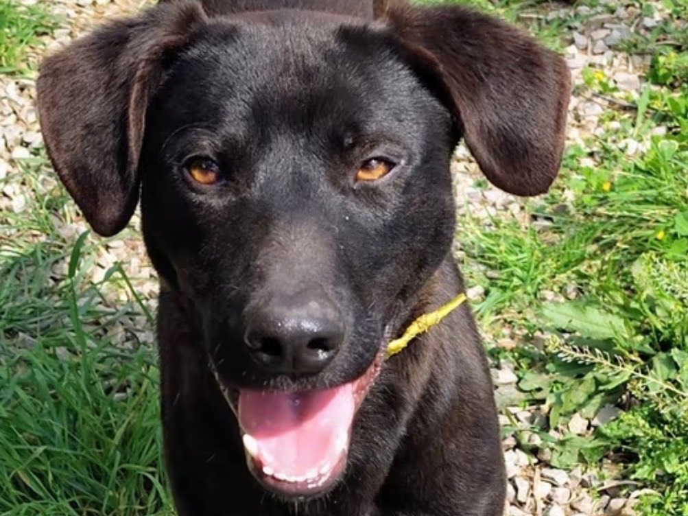 Adozione cane, maschio, Razza sconosciuta Razza sconosciuta, 1 anno e 1 mese, taglia media contenuta, Savona