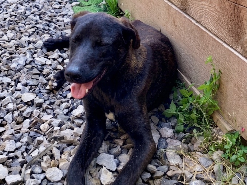 Adotta un cane, taglia media contenuta, maschio, Savona