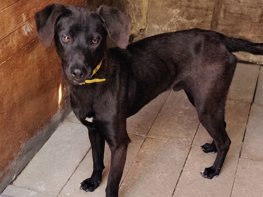 Vuoi adottare un cane a Savona?