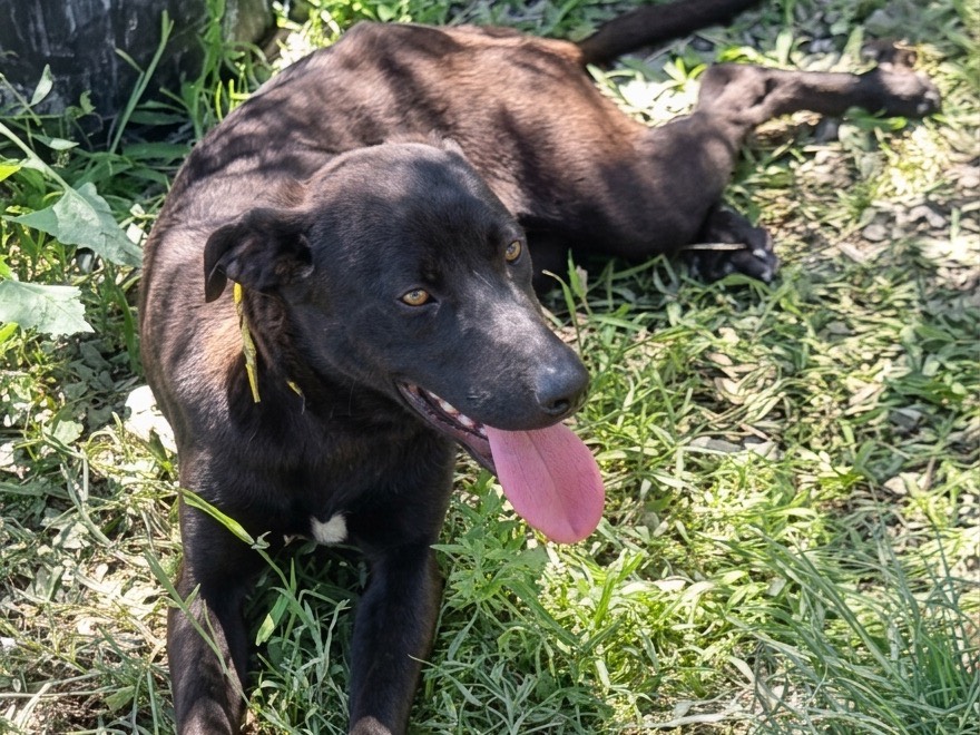 Adotta il cane Ciccio a Savona