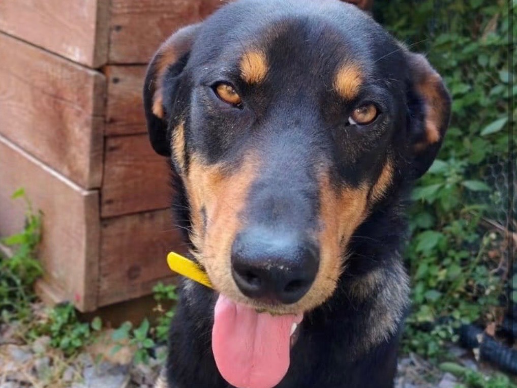 Adotta un cane, maschio, 1 anno e 1 mese, Savona