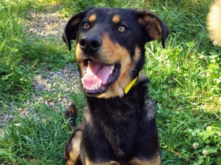 Adozione cane, maschio, Razza sconosciuta Razza sconosciuta, 1 anno e 1 mese, taglia media contenuta, Savona