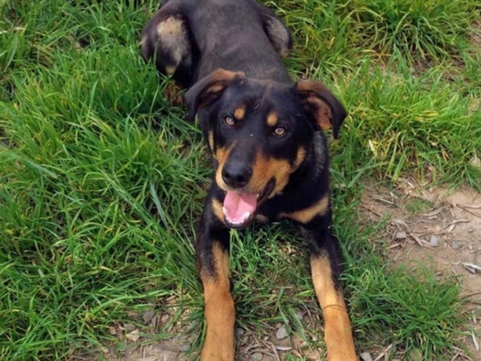 Adotta un cane, taglia media contenuta, maschio, Savona