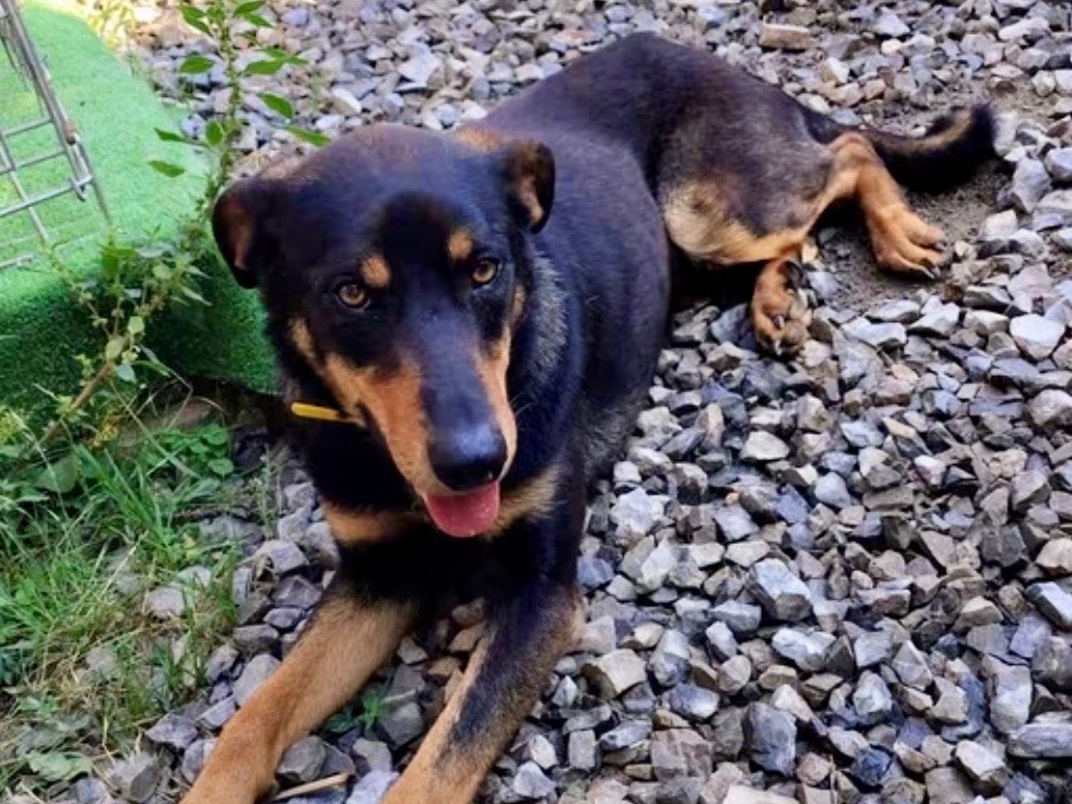 Vuoi adottare un cane a Savona?