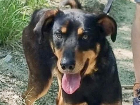 Adotta il cane Pino a Savona