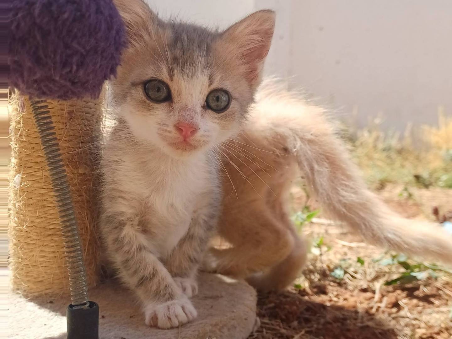 Adotta un gatto, taglia non valida, maschio, Lecce