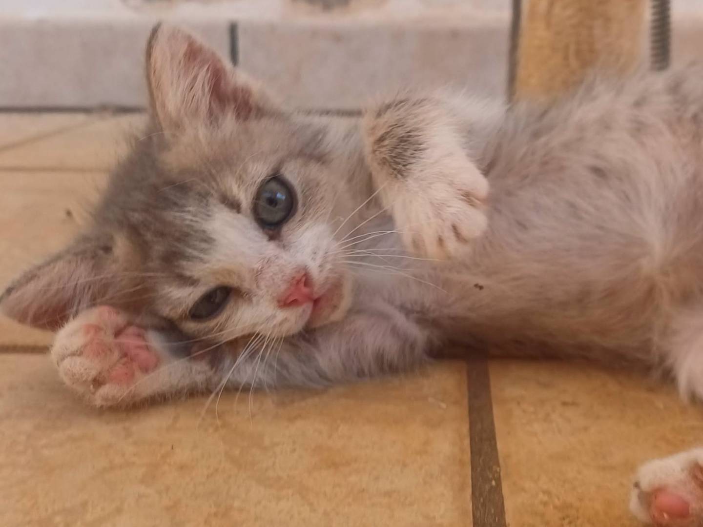 Vuoi adottare un gatto a Lecce?
