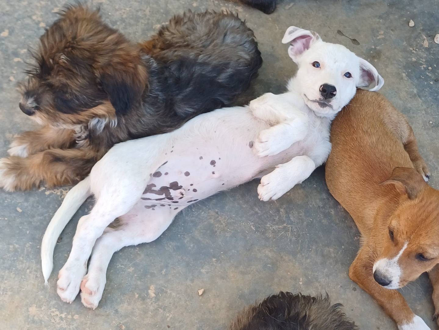 Adozione cane, maschio, Razza sconosciuta Razza sconosciuta, 2 mesi, taglia media contenuta, Lecce