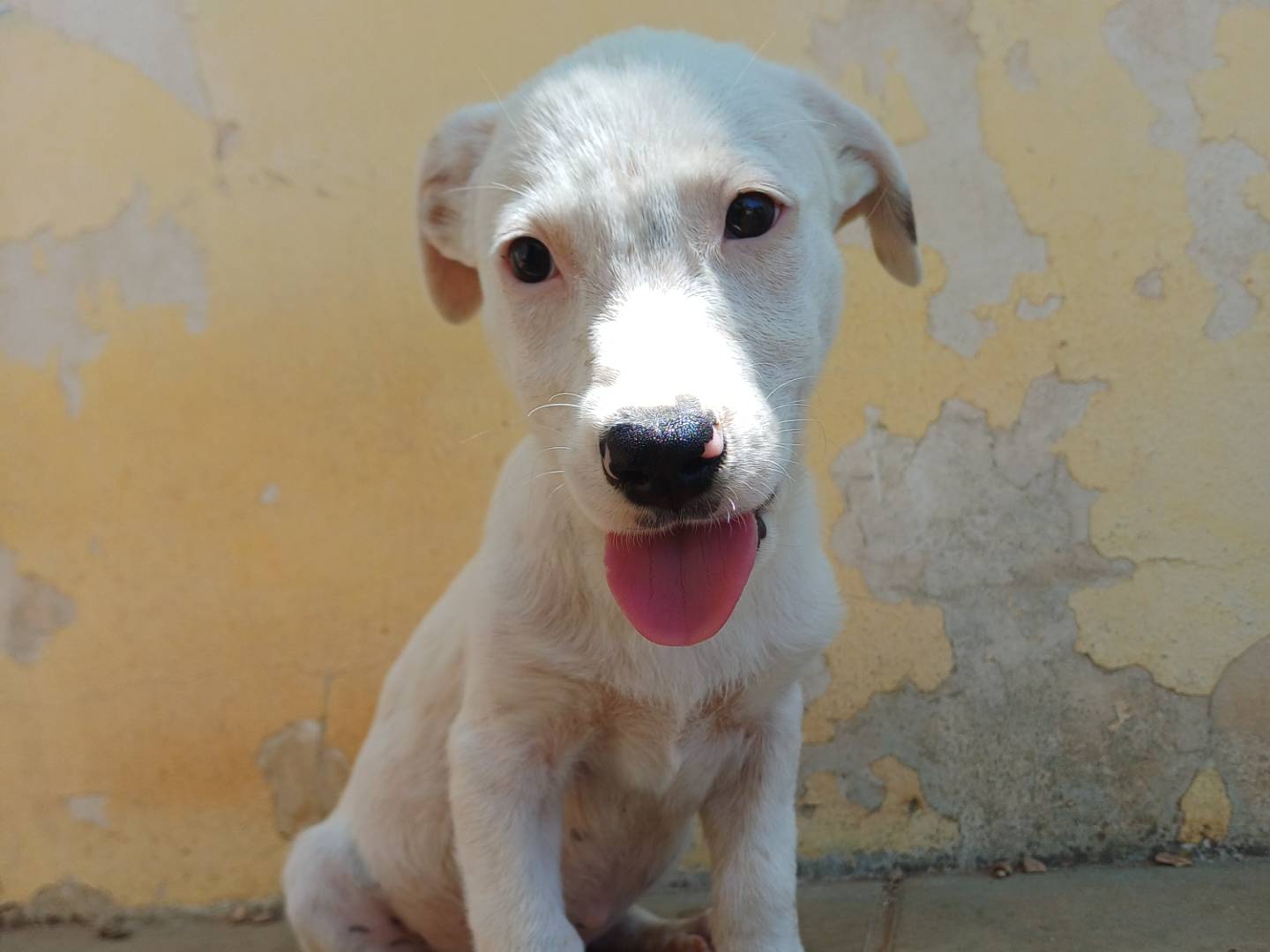 Adotta un cane, maschio, 2 mesi, Lecce