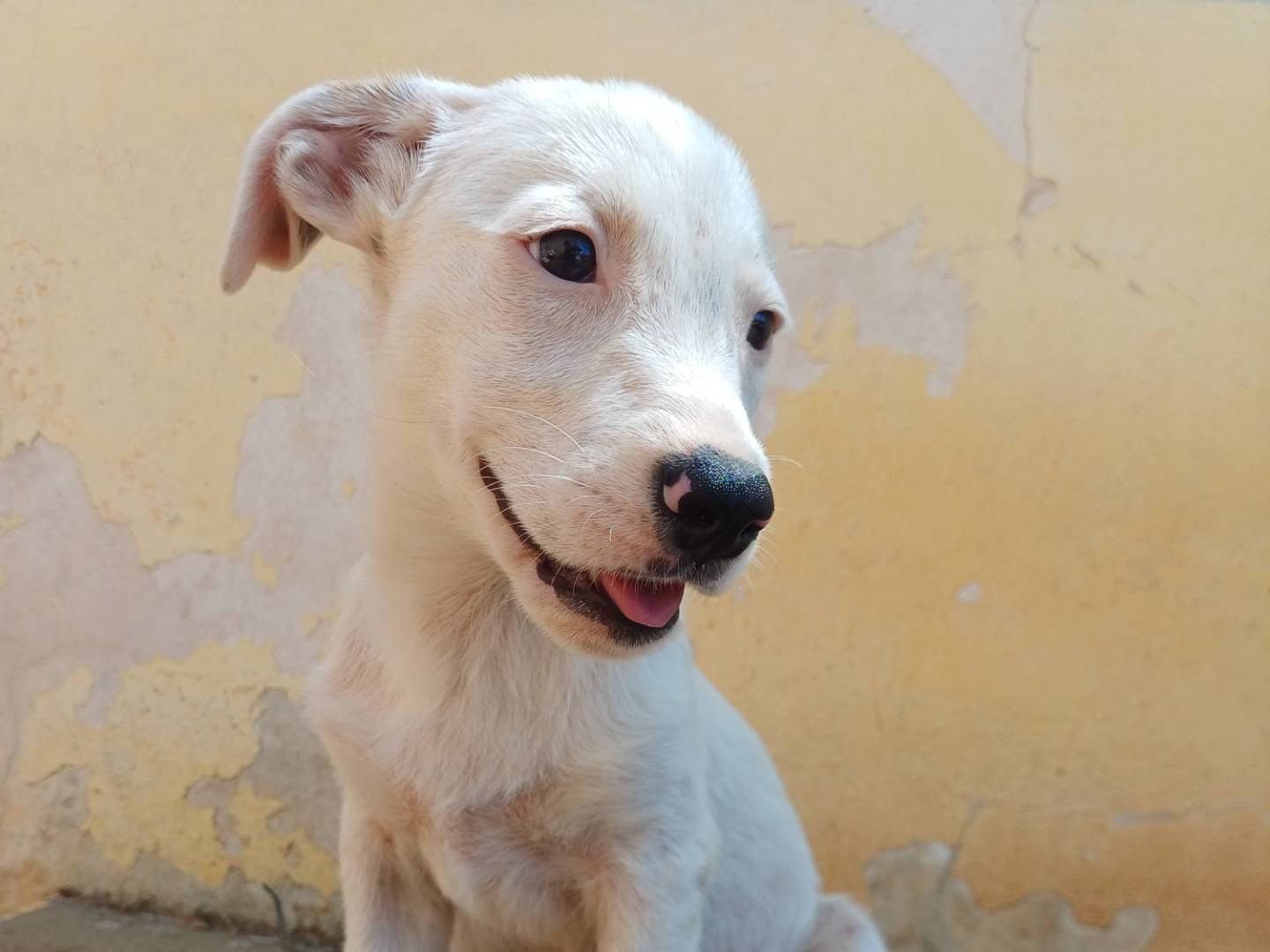 Adotta un cane, taglia media contenuta, maschio, Lecce